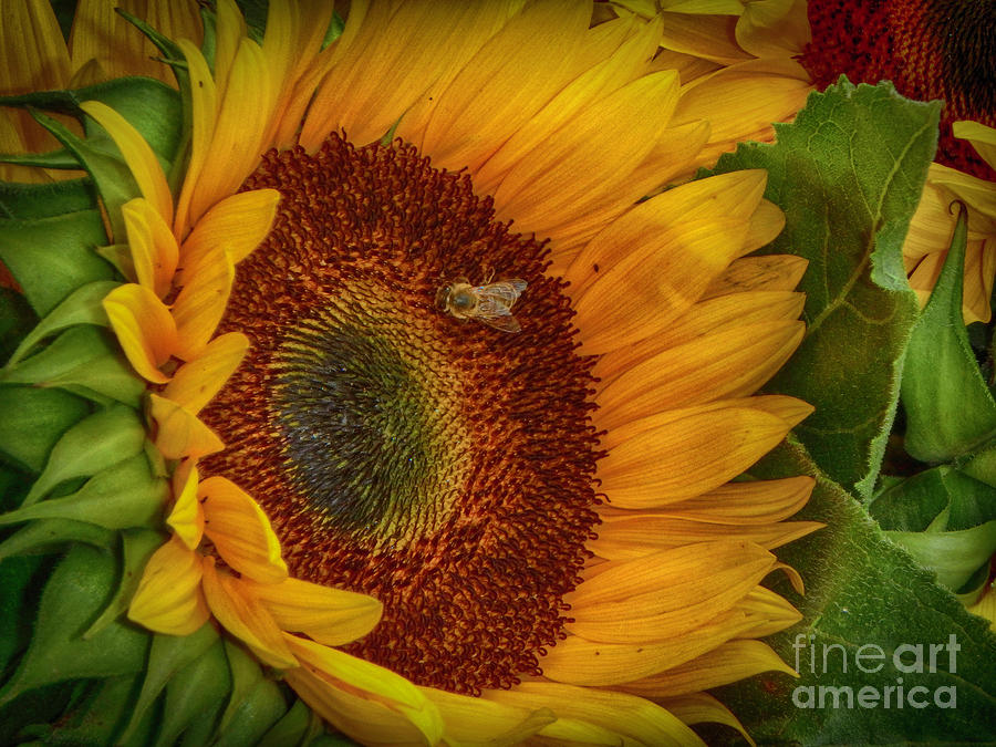 Bee-ing Happy Photograph by Judy Hall-Folde