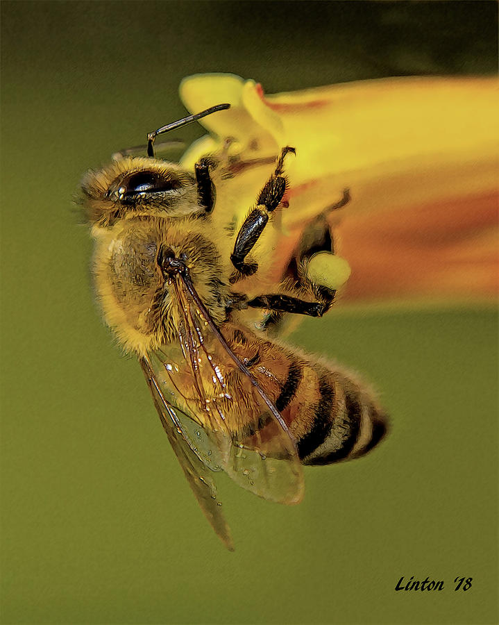 European Honey Bee Photograph by Larry Linton
