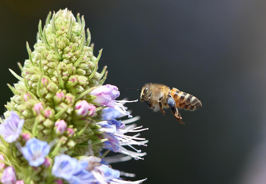 Bee Line Photograph by Fraida Gutovich