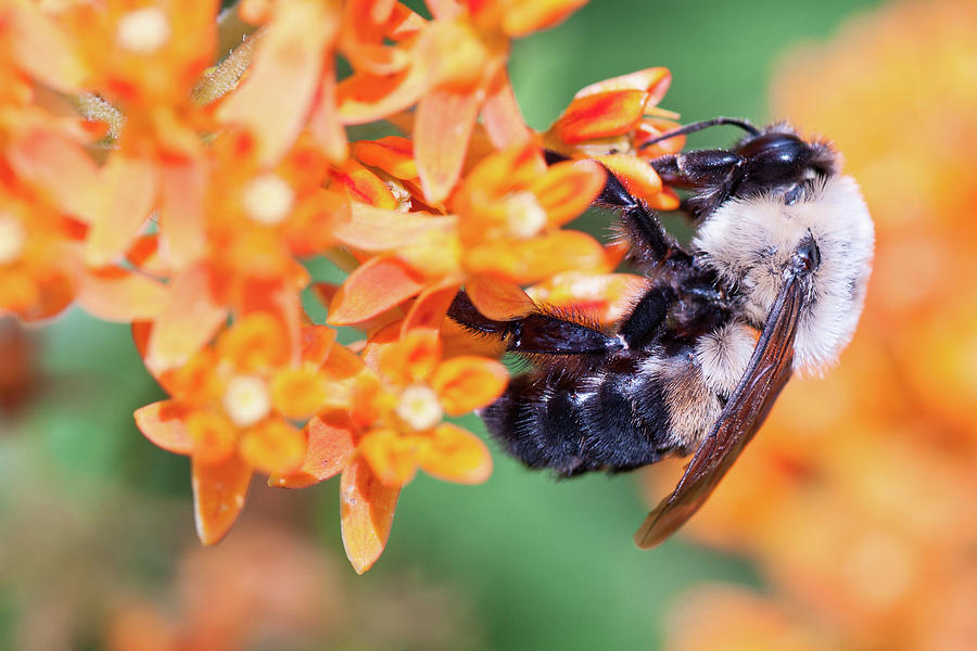 Bee Photograph by Minnie Gallman