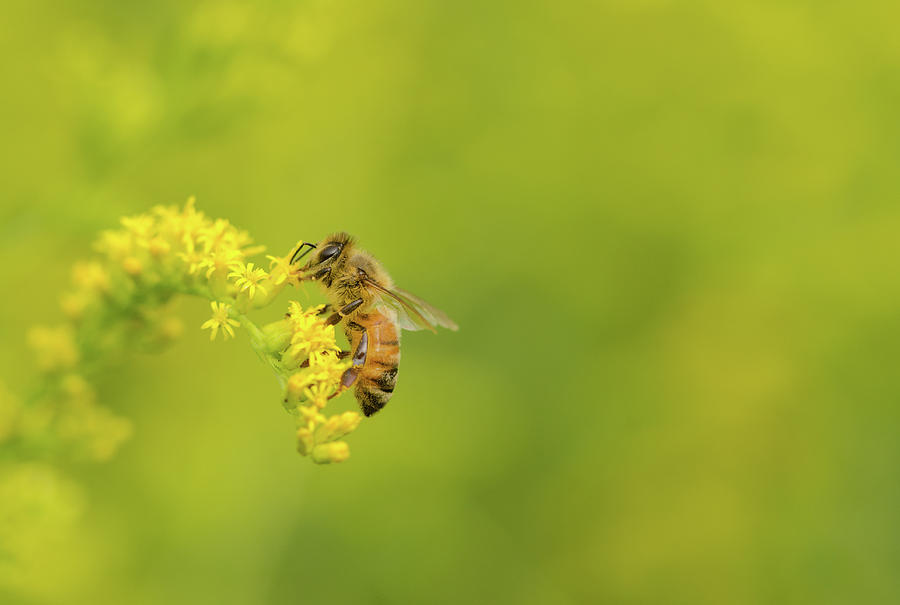 Bee My Honey Photograph