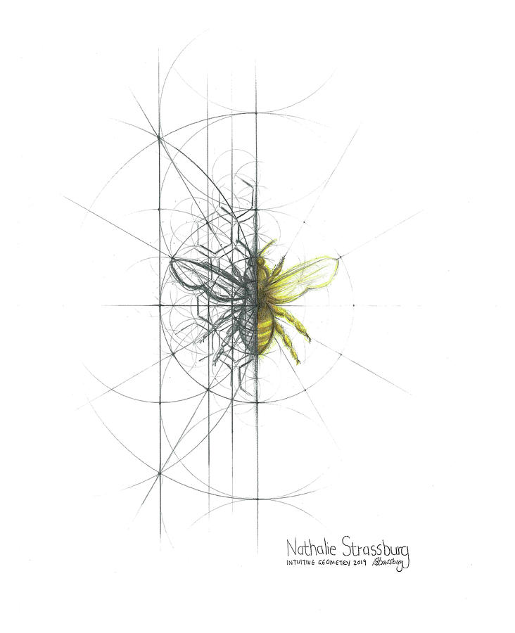 Intuitive Geometry Bee Drawing by Nathalie Strassburg