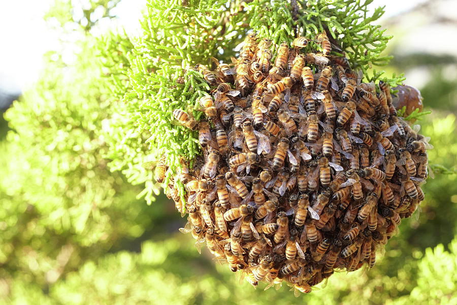 Bee Nest In The Sunlight. California, United States. Photograph by Julia Franklin Briggs