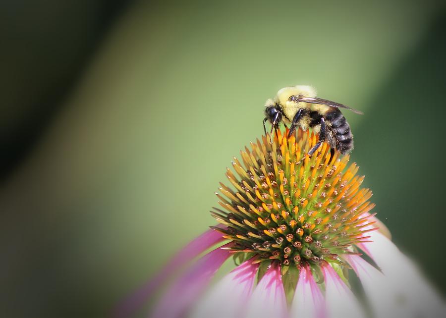 Bee on a Coneflower Photograph by Mary Pille