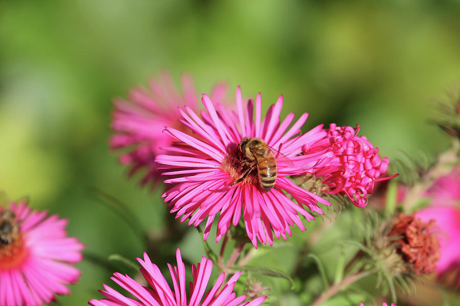 Bee On A New England Aster Photograph by Sonja Zelano