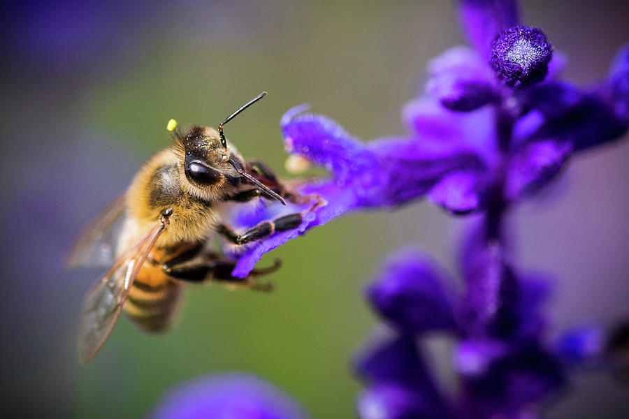 Bee on a Purple Flower Photograph by Nicole Young