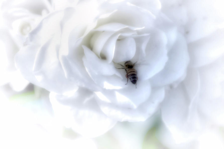 Bee on a Rose Photograph by Debra Kewley