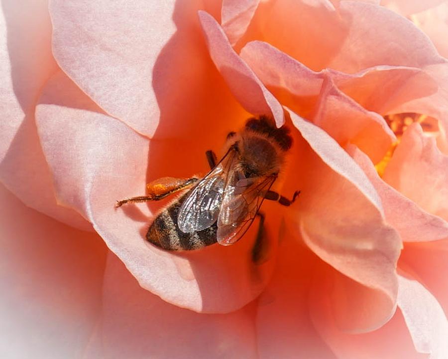 Bee On A Rose Photograph by Susan Rydberg