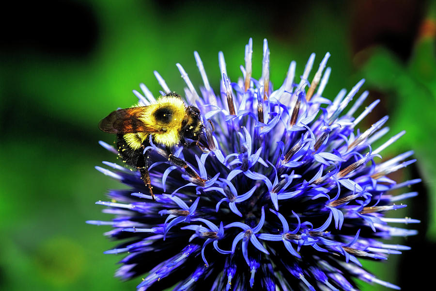 Bee on a thistle Photograph by Ray Kent
