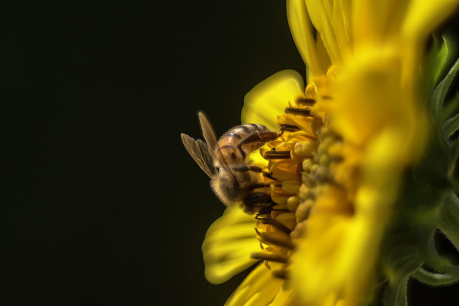 Bee on a yellow flower Photograph by Wolfgang Stocker