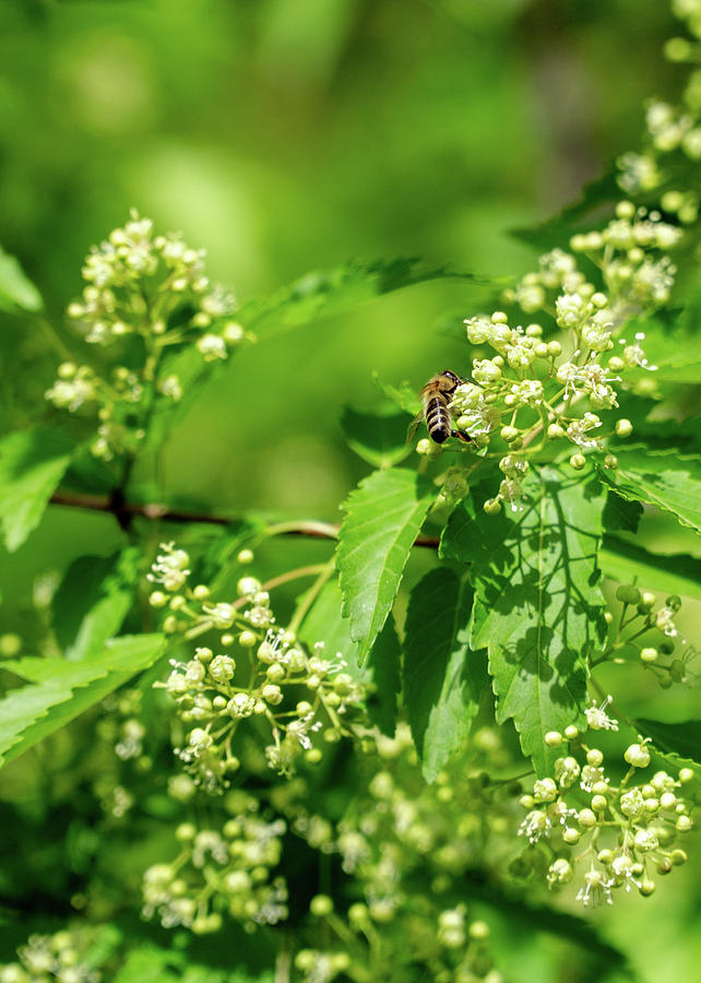 Bee on Amur Maple 1 by Dave Matchett Bee on Amur Maple 1 by Dave Matchett