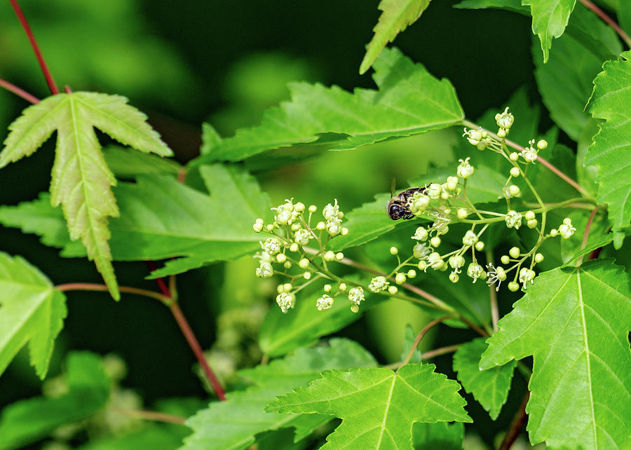 Bee on Amur Maple 2 by Dave Matchett Bee on Amur Maple 2 by Dave Matchett