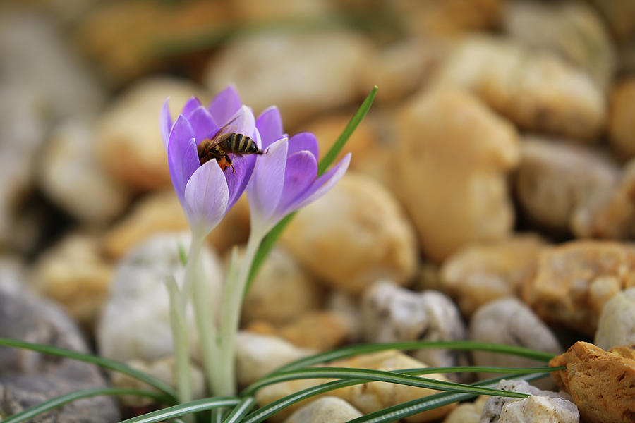 Bee On An Early Crocus Photograph by Domingo Vazquez