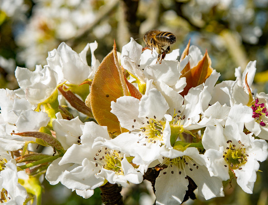 Bee On Apple Blossom Photograph by Elaine Henshaw