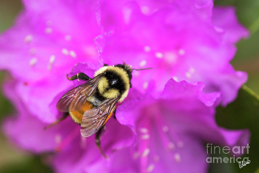 Bee on Azalea Photograph by Alana Ranney