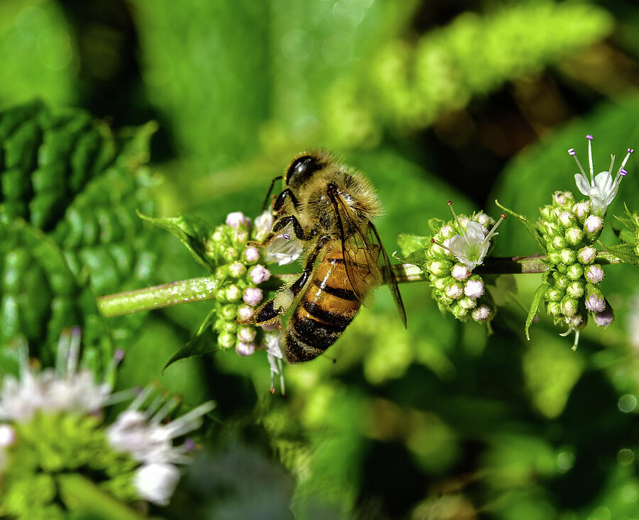 Bee on Blooming White Spike Flowers 1 by Linda Brody Bee on Blooming White Spike Flowers 1 by Linda Brody