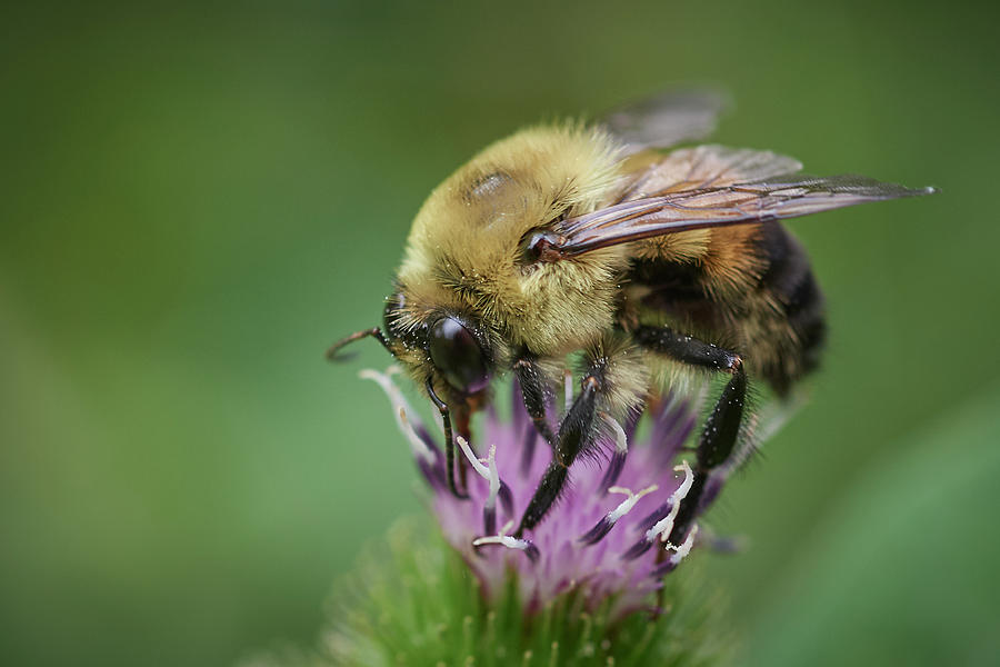 Bee on Burdock Photograph by Paul Freidlund