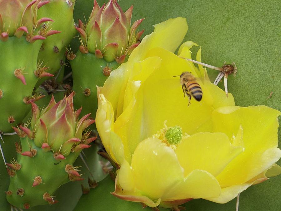 Bee On Cactus Photograph by Denise Benson