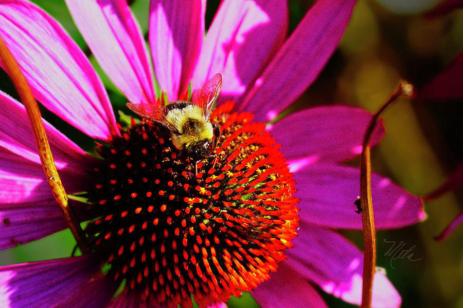 Bee Balm Photograph - Bee on Cone Flower by Meta Gatschenberger