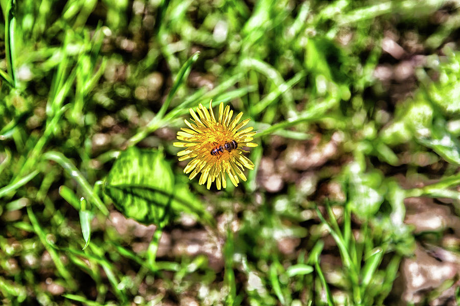 Bee on dandelion flower Photograph by Vivida Photo PC