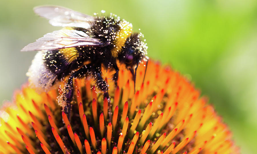 Bee On Echinacea Flower Photograph by Getty Images Verkauf