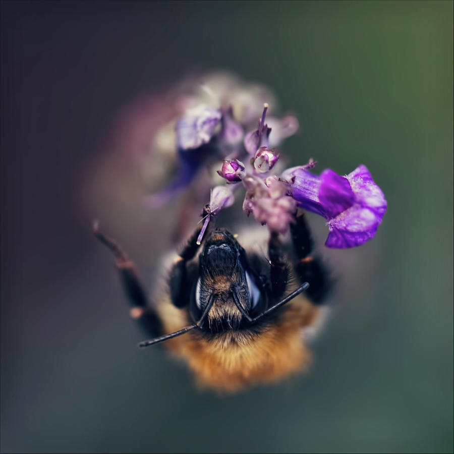 Bee On Flower Photograph by Blackcatphotos