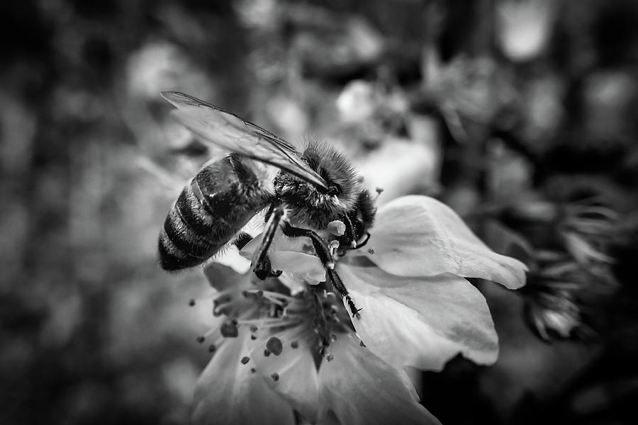 Bee On Flower In Black and White Photograph by Greg and Chrystal Mimbs