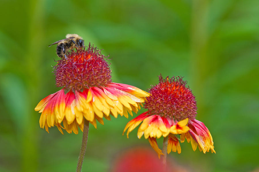 Bee On Flower Photograph by Michael Lustbader