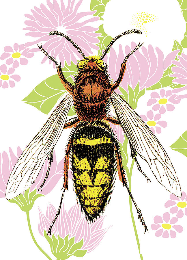 Vintage Drawing - Bee on Flower Wallpaper by CSA Images