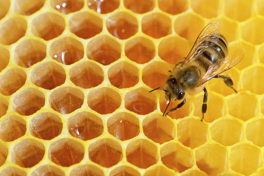 Bee On Honeycomb Photograph