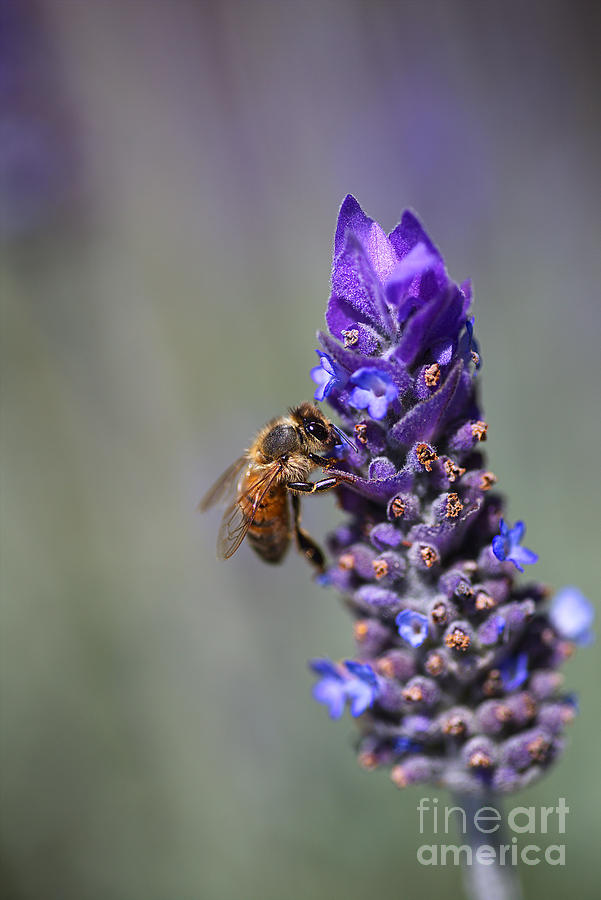 Bee On Lavender Photograph by Joy Watson