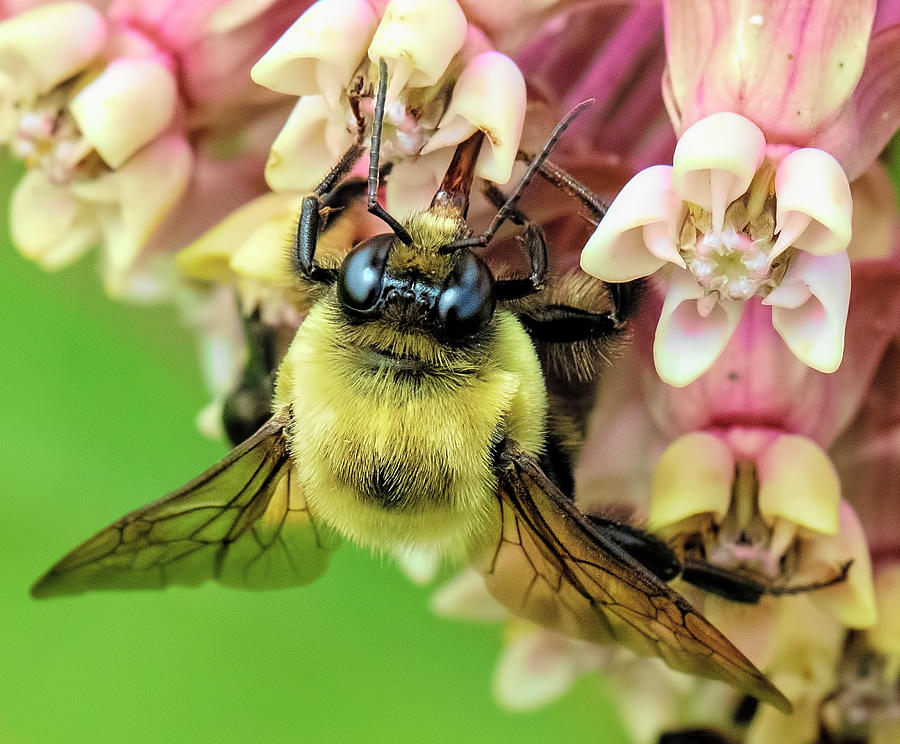 Bee on Milkweed Photograph by Deborah Penland