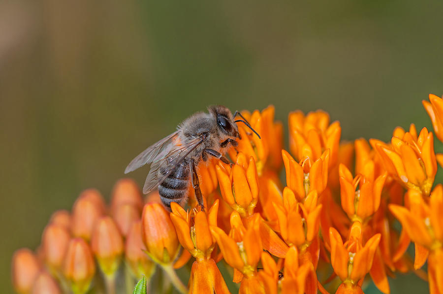 Bee On Milkweed Photograph by Michael Lustbader
