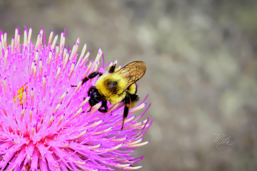 Bee On Pink Bull Thistle Photograph by Meta Gatschenberger