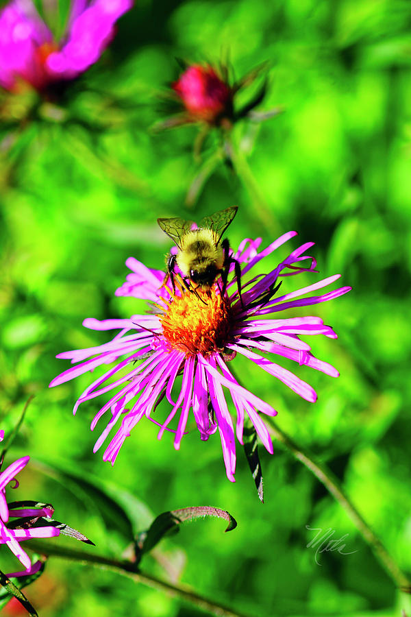 Bee On Aster Photograph by Meta Gatschenberger