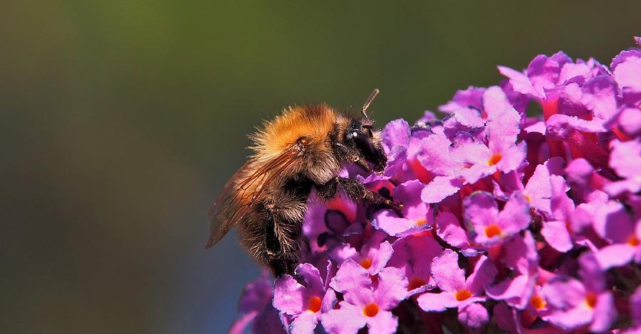 Bee on pink flowers by Eye to Eye Xperience Bee on pink flowers by Eye to Eye Xperience