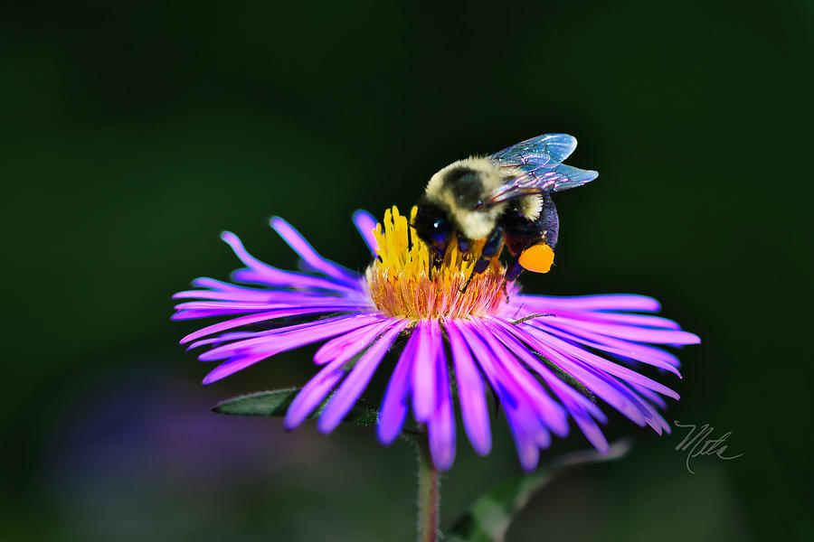 Bee On Purple Aster Photograph by Meta Gatschenberger