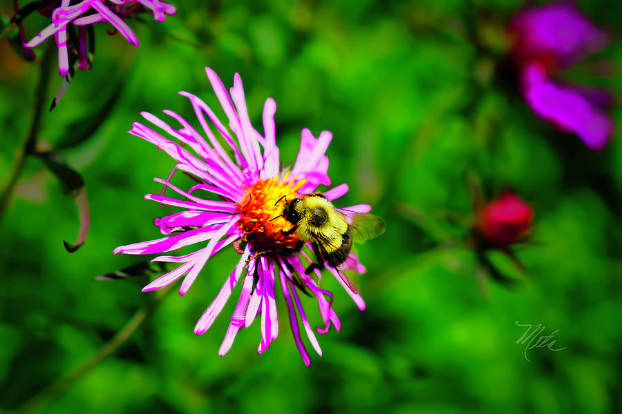 Bee On Purple Flower Photograph by Meta Gatschenberger