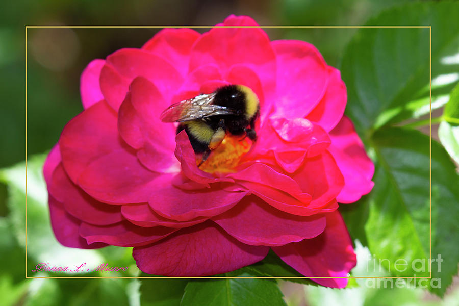 Bee on Rose with Border Photograph by Donna L Munro