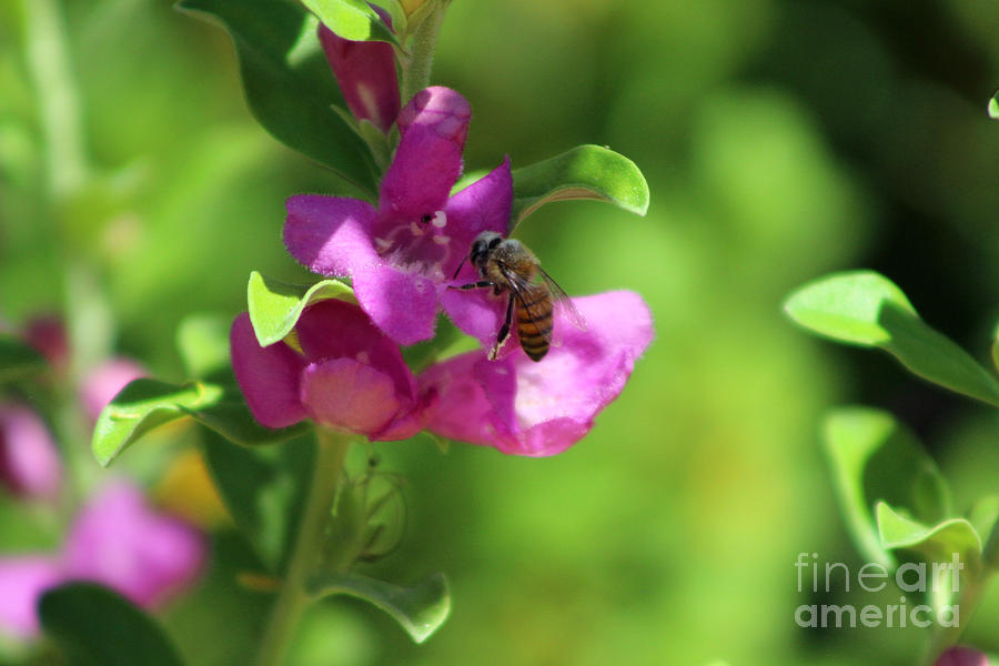 Bee on Royal Purple Texas Ranger Flower Photograph by Colleen Cornelius
