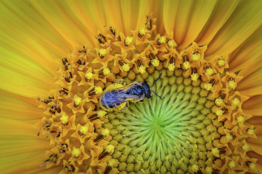 Bee on Sunflower Photograph by Michelle Wittensoldner