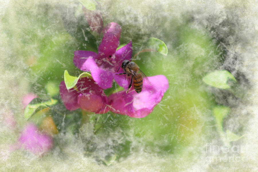 Bee on Texas Ranger Blossom Antiqued and Aged Photograph by Colleen Cornelius