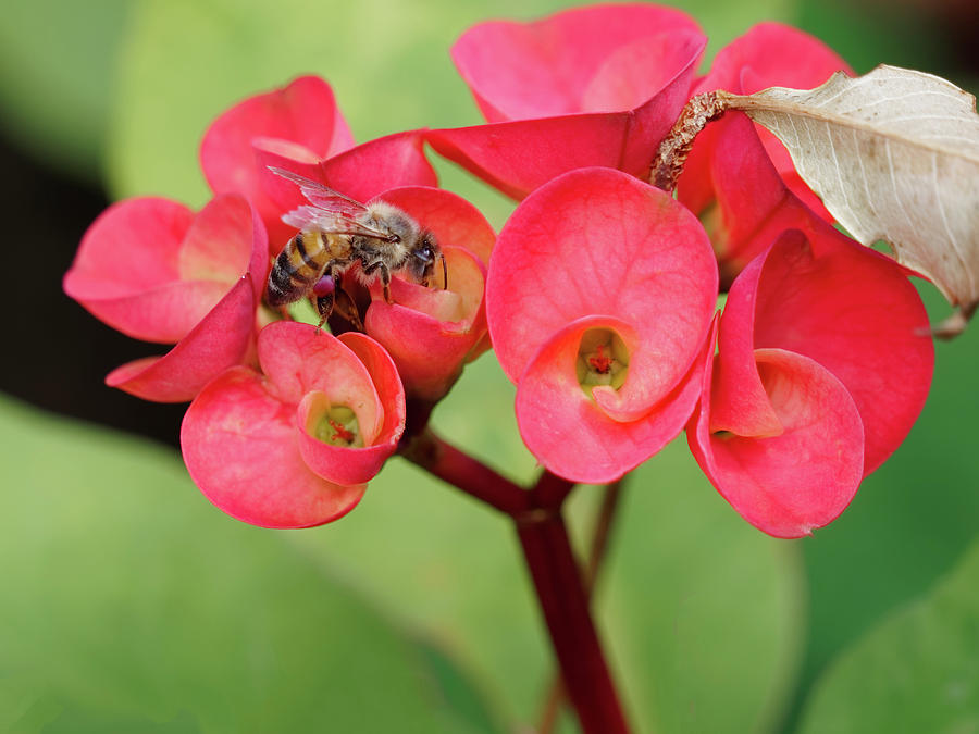 Bee On Thai Giant Crown-of-thorns Petal-like Pink Bract Photograph