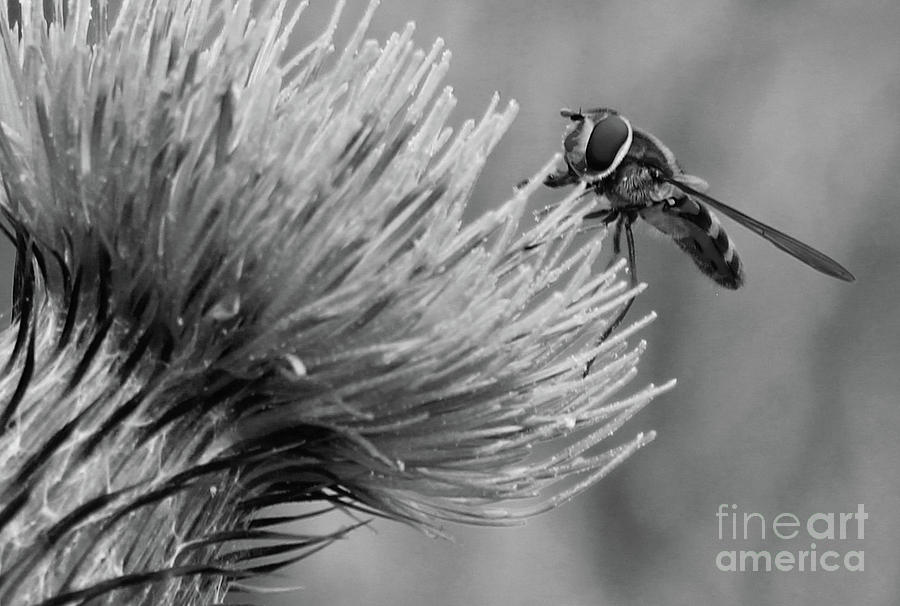 Bee on Thistle bw Donegal Ireland Photograph by Eddie Barron