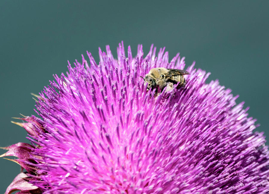Bee on Thistle by Michael Chatt Bee on Thistle by Michael Chatt