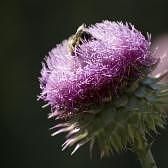 Bee on Thistle Photograph by Nancy Ayanna Wyatt