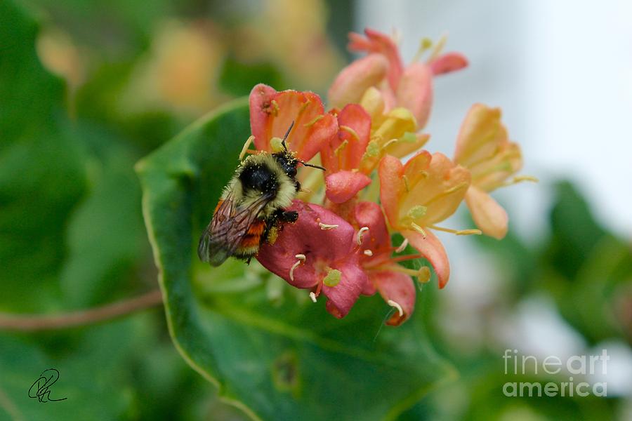 Bee on Wild Honeysuckle Photograph by Ann E Robson