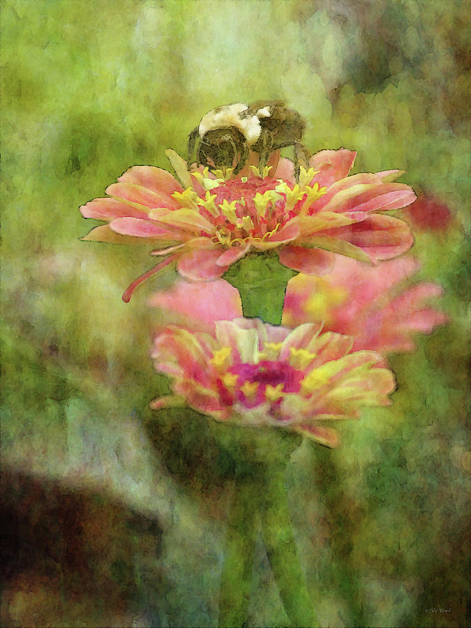 Bee on Zinnia 4243 IDP_2 Photograph by Steven Ward