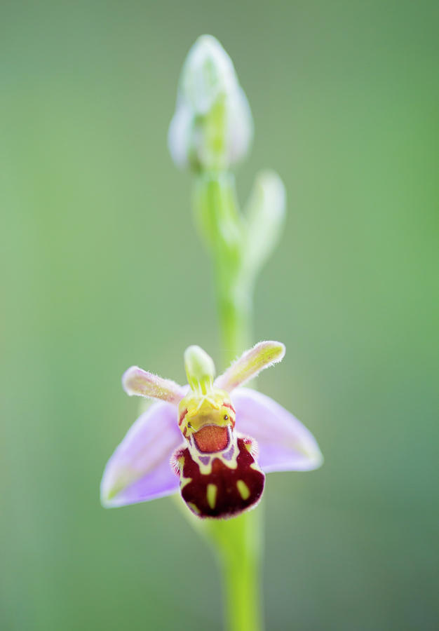 Bee Orchid Photograph by Anita Nicholson