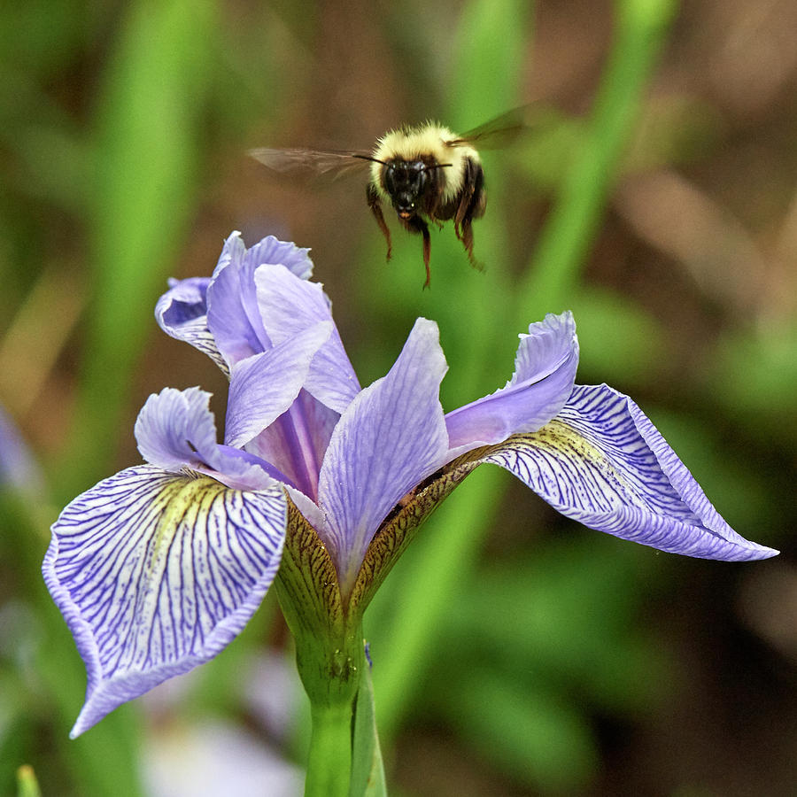 Bee Over Wild Iris Photograph by Paul Freidlund
